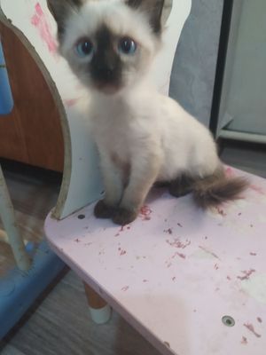 Кошка сиямская породистая