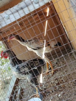 Dakan tovuq hali joja zator olidagi juja ham sotiladi