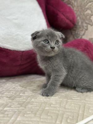 Скоттиш Фолд сотилади