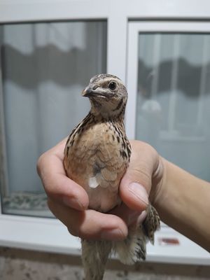 Sayrab turgan 5ta bedana sotiladi