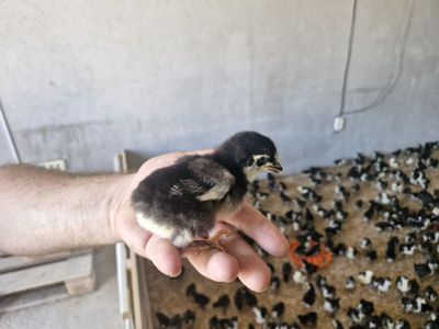Qora shaxzoda nomli Jojalar Кора шахзода номли жужалар