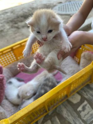 Мушук боллари сотилади