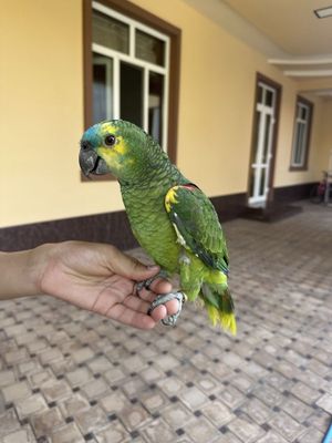 Синий лобий Амазон сотилади ручной 1 ёш.