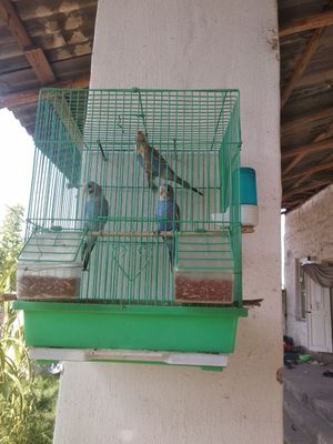 Toti sotiladi srochna