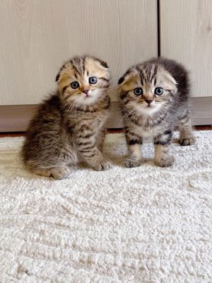 Скоттиш фолд чистокровная девочка