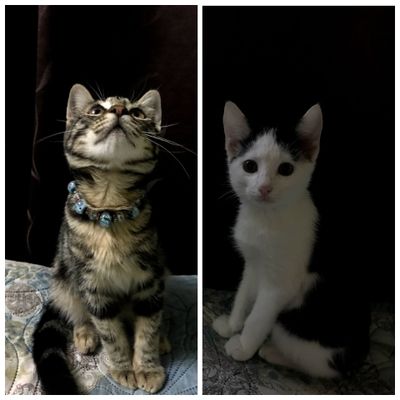 Отдам в хорошие руки 3 милых котят. Игривые, ласковые приучены к лотку