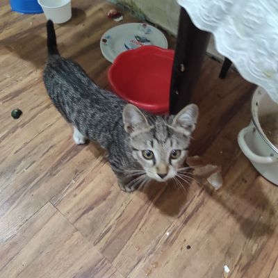Котята маленькие домашние