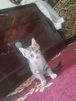 koshka