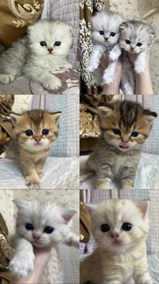 Продаются британские котята шиншиллы, 2 месяца