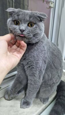 Скотиш фолт сотилади