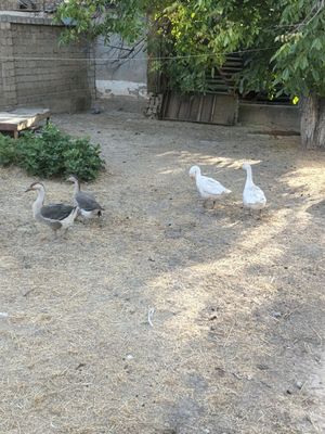 Gozlar ikkta oq ikkta jgarang