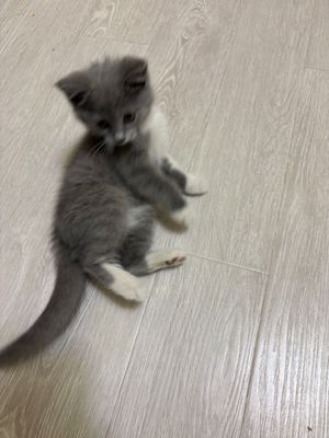 британская шиншилла British chinchilla