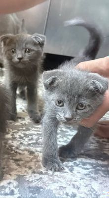 Продается котята