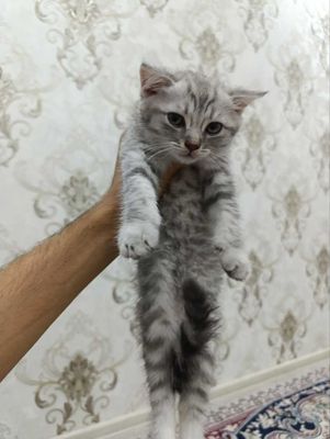 Продается, British shinshilla котенок 2 месяц