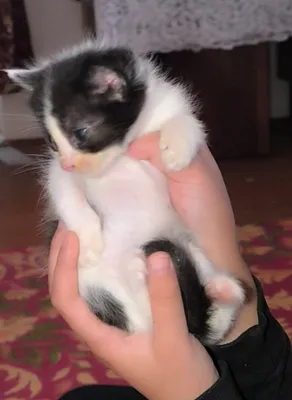 Отдам бесплатно в любящие руки