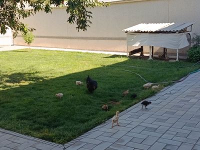 Tovuq bollari bilan