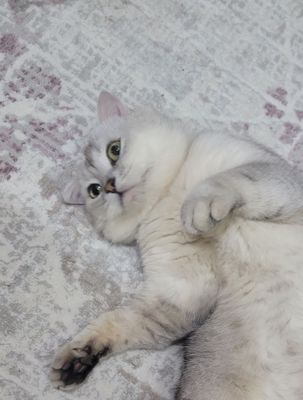 Продам британского кота,серебристая шиншила.