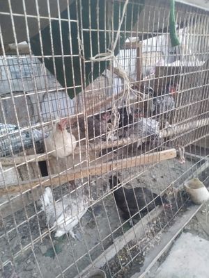 Yapon tovuqlari sotiladi