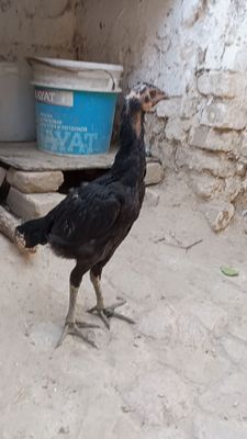 Jujaxuroz sotiladi
