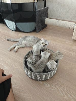 Бритиш страйт Шиншилла котята