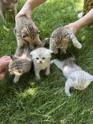 Продаются котята