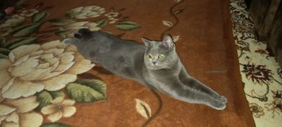 вязка кот барсик