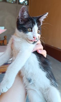 Продается котенок. Мушук сотилади
