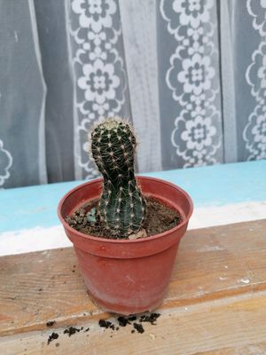кактус