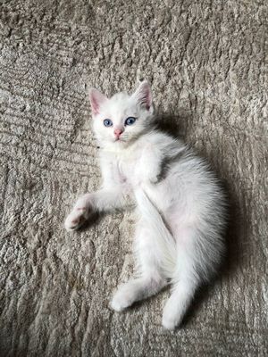 Скотиш страйт 2 ойли