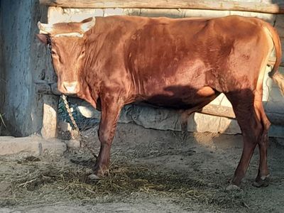 Jasadi katta buqa sotiladi