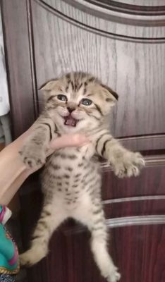 продается котенок