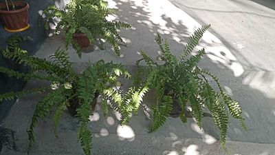 Продам комнатные цветы. Для дома, для офиса, для школы, для дет садов.