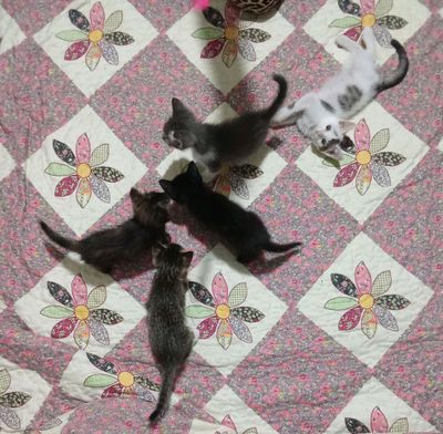 отдам даром  котят в хорошие руки
