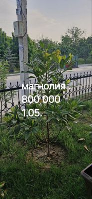 Магнолия дарахт сотилвотти