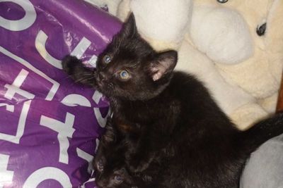 Котята, смесь с турецкой сиамской породой