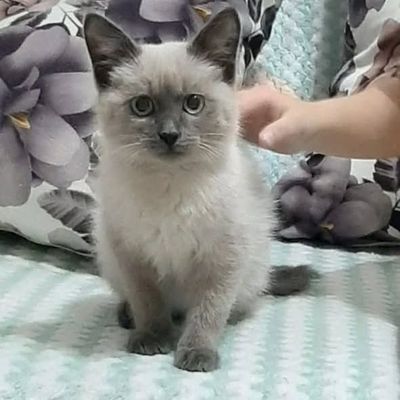 Продам сиамских котят длиношерстные