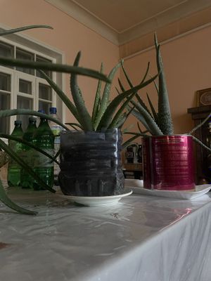 Алоэ Вера лечебное от 50.000
