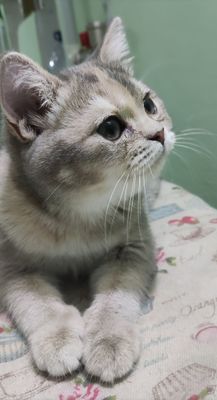 Скотиш страйт девочка.