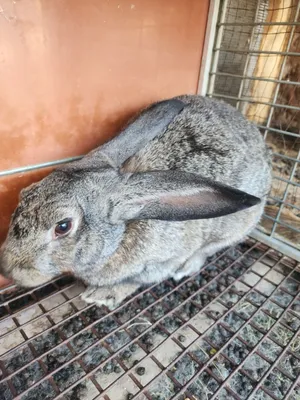 Продам кролик самец здоровый