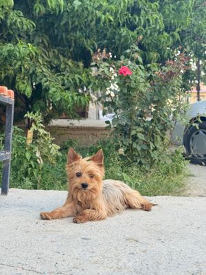 Срочно Продается йоркширский терьер мальчик