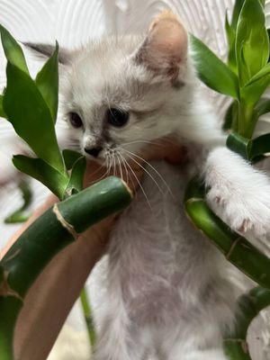 Котята срочно в хорошие руки. Мальчик и девочка.. Лоток знают. Здоровы