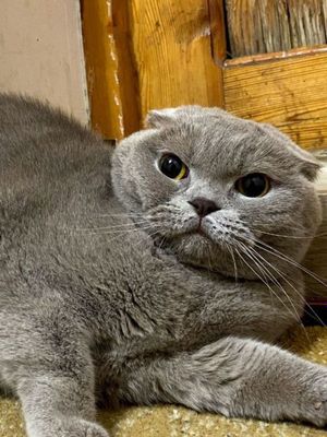 Scottish fold qiz