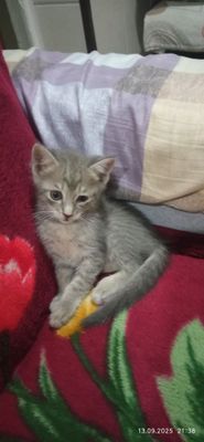 Домашние котята Uy mushukchalari