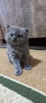 продаётся котята