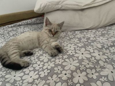 Котенок британская короткошерстная