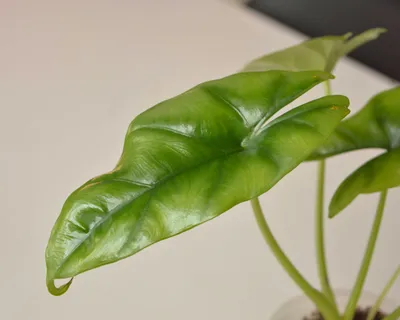 Продам Алоказия Реверса на фитильном поливе