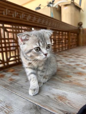 Скоттиш -фолд