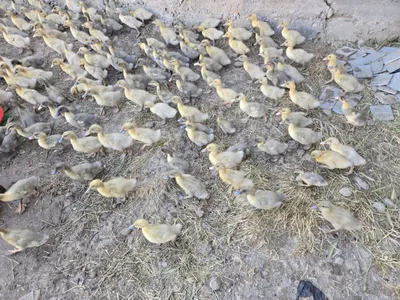 Урдак сотилади 180 000