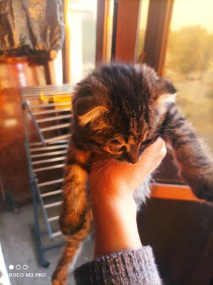 кошка прадаётся