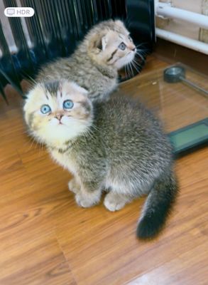 Чистокровные шотландские котята
